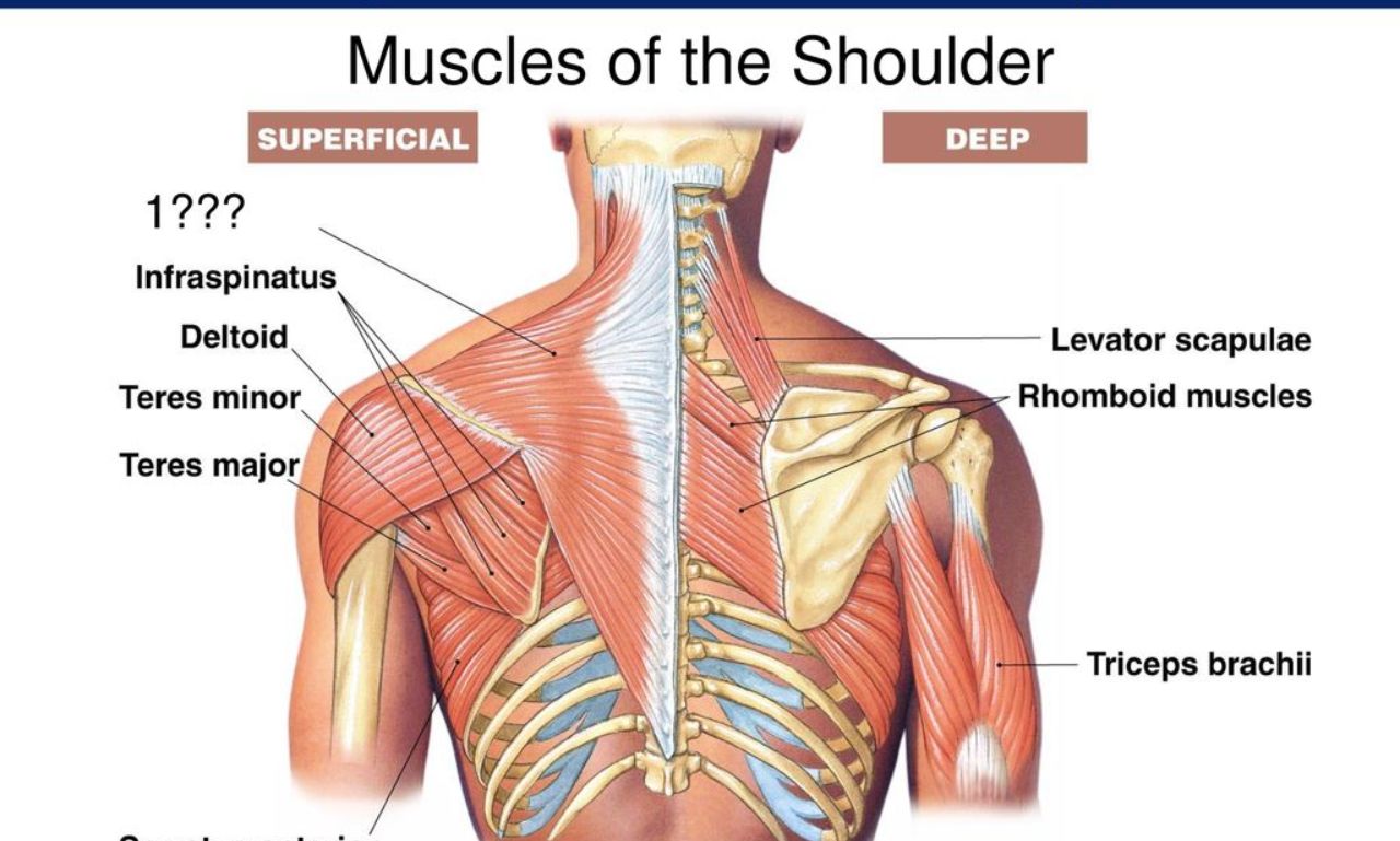 Shoulder Muscles