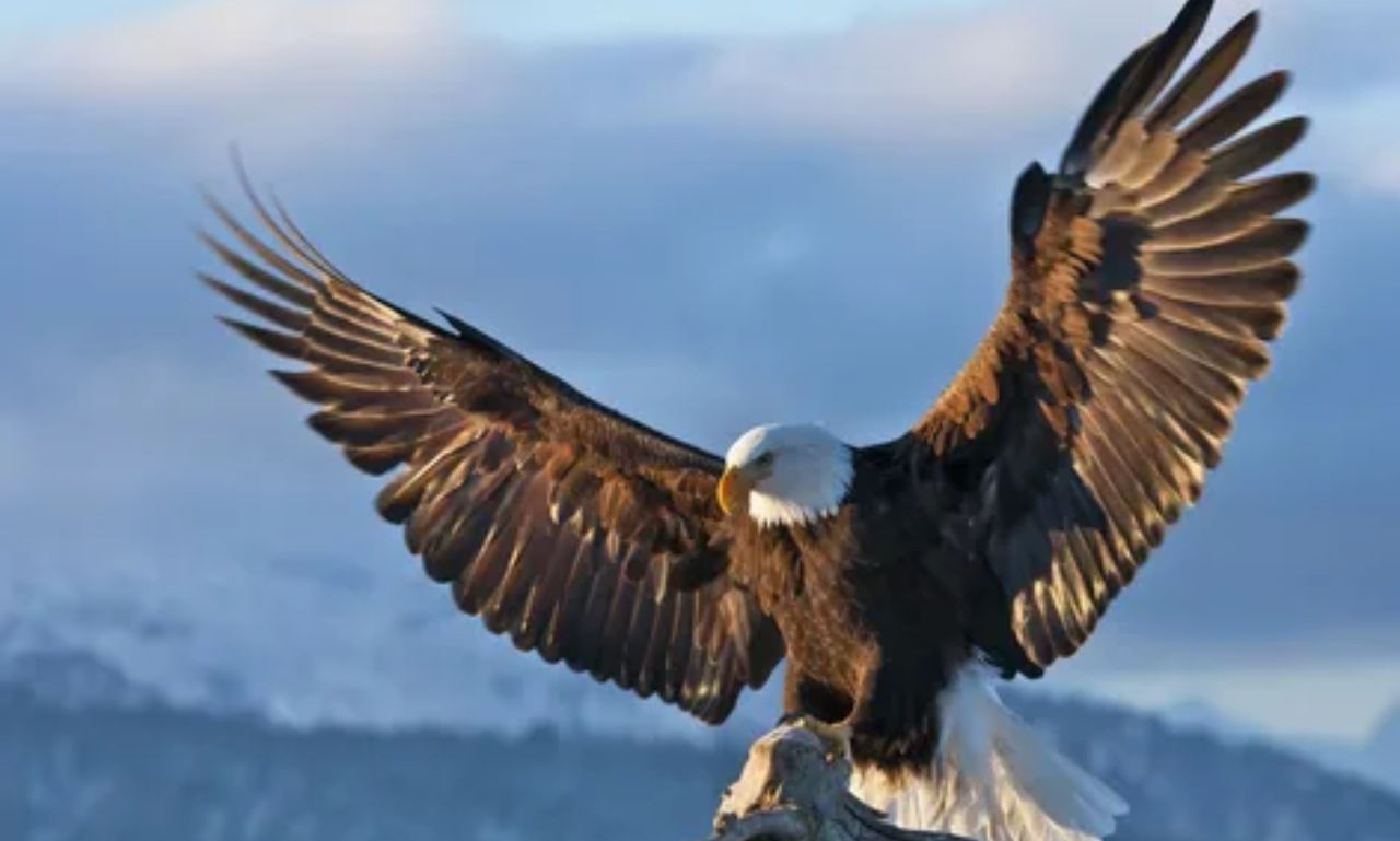 Hancock Birds