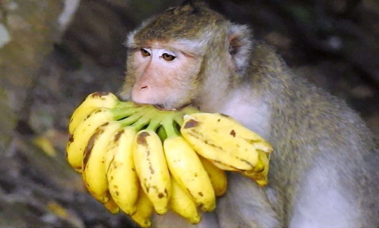 Banana:b4hnuk08dew= Monkey